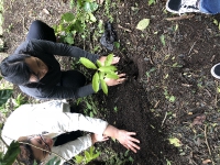 Tree Planting_12