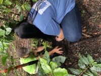 Tree Planting_5