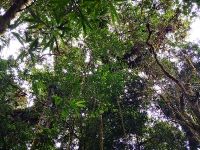 Monteverde_102