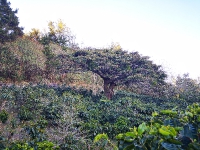 Monteverde_30