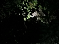 Monteverde_88