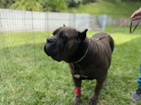 Visita a Intensivet_6
